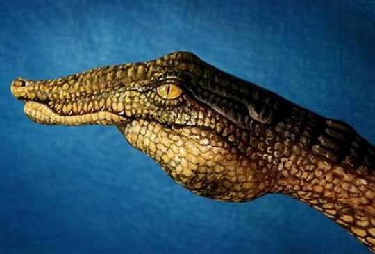 crocodile_guido_daniele - eh